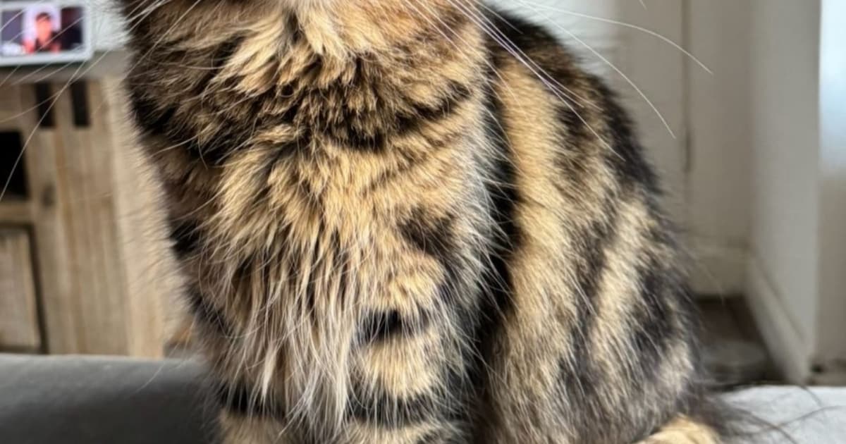 Heb jij Pip gezien? Dit huisdier wordt in Castricum vermist