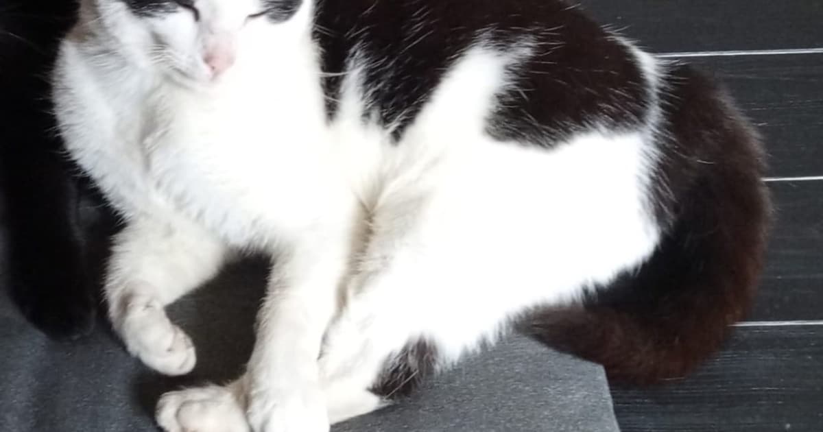 Heb jij Knocks of Mila gezien? Deze twee huisdieren worden in Noardeast-Fryslân vermist