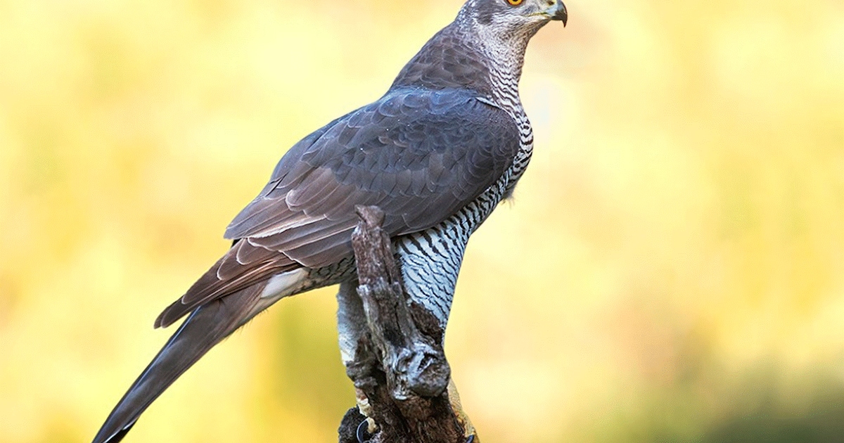 Roofvogellezing door Peter de Maagt in Zoetermeer