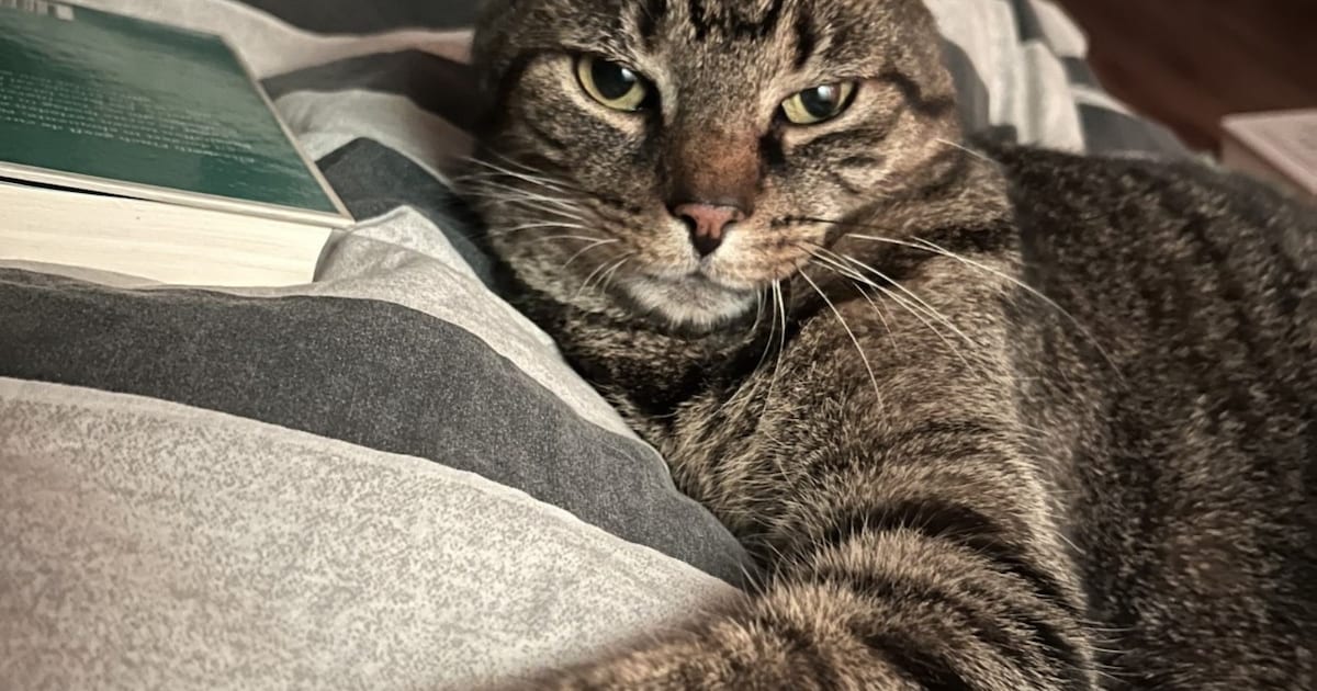 Heb jij Mau gezien? Dit huisdier wordt in Albrandswaard vermist