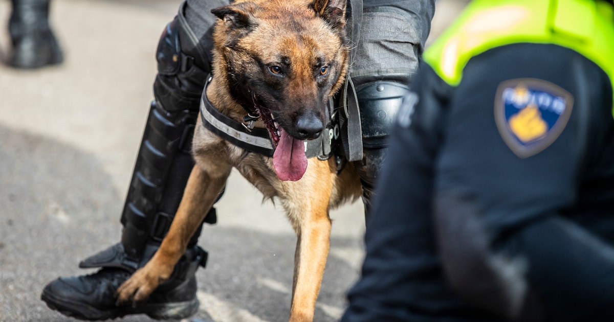 Verdachte doet twee pogingen tot inbraak, postbode en politiehond verpesten plannen