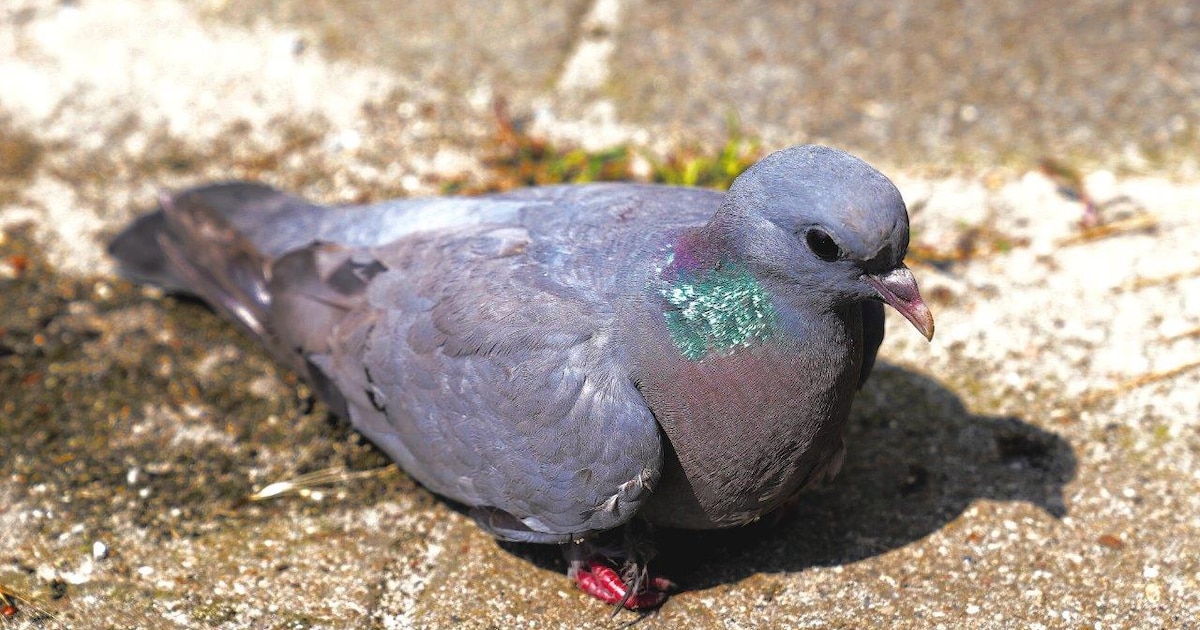 Nissewaard verlaagt boete voor duiven voeren fors na kritiek: ‘Bedrag was buitenproportioneel’