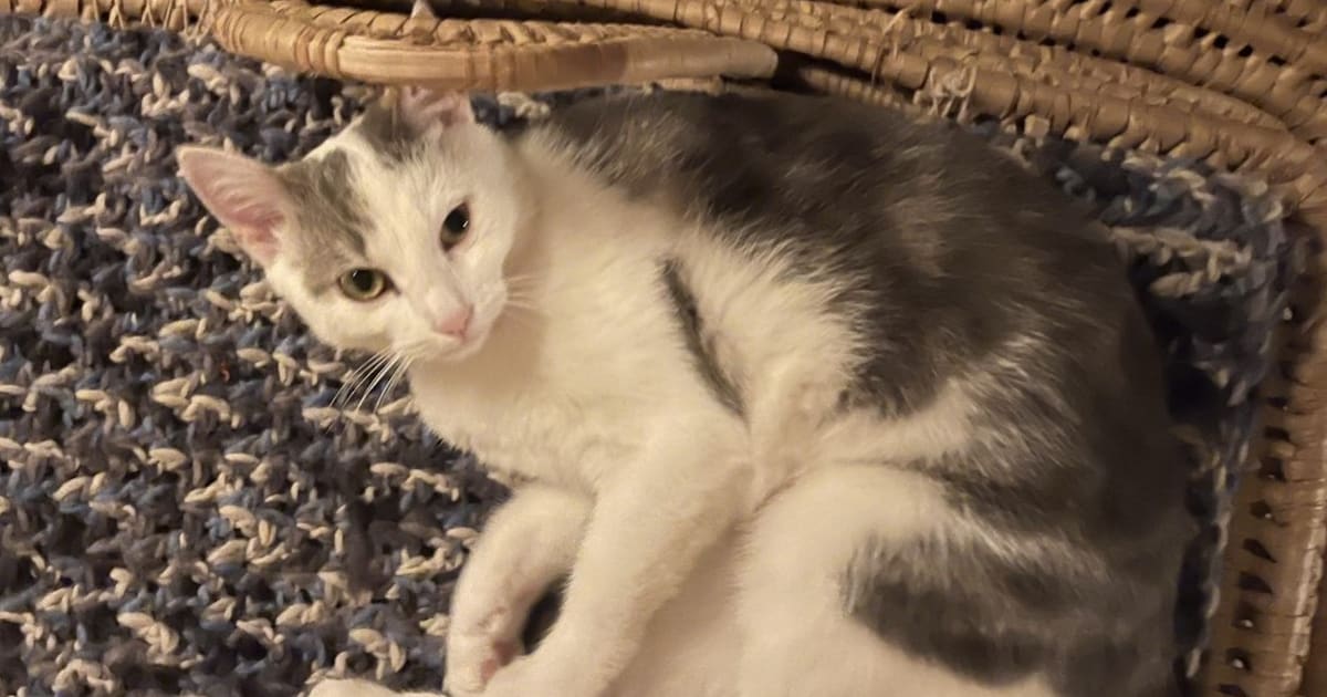 Heb jij Ceb, Piet of Miepie gezien? Deze vijf huisdieren worden in Hilversum vermist