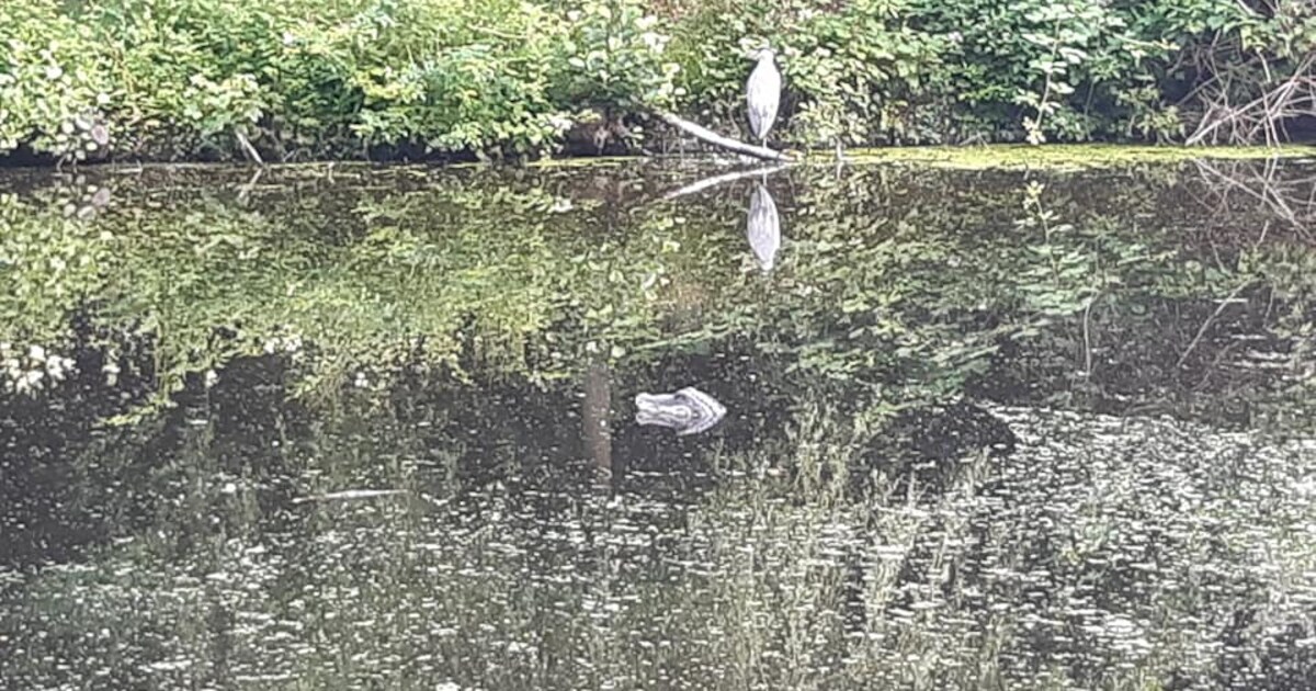 ‘Help, er zwemt een krokodil in het water bij het park’ | Den Haag