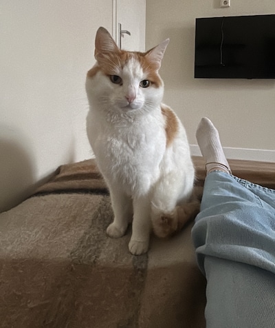 Heb jij Mowgli, Wobbely of Cittir gezien? Deze 14 huisdieren worden in Utrecht vermist