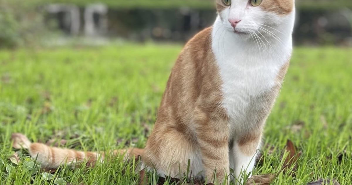 Heb jij Penny, Maxi of Mimi gezien? Deze drie huisdieren worden in Dijk en Waard vermist