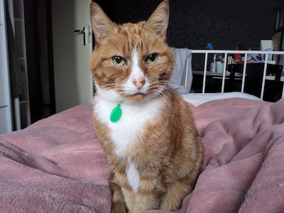 Heb jij Myco, Bram of DaiFuy gezien? Deze 10 huisdieren worden in Rotterdam vermist