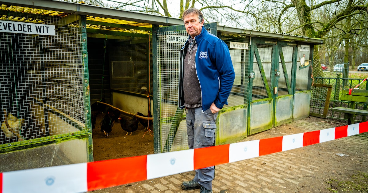 Ruimen van besmette vogels maakt diepe indruk op personeel kinderboerderij: ‘Je bouwt toch een band 