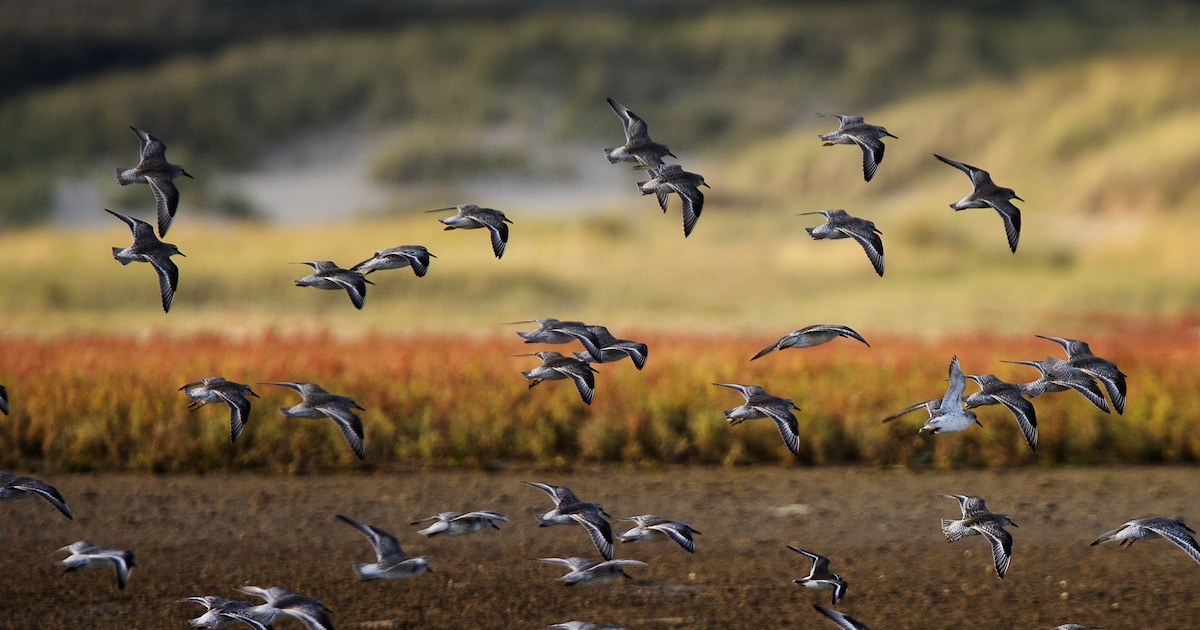 Wij&Wadvogels start campagne voor bescherming vogels in het Waddengebied
