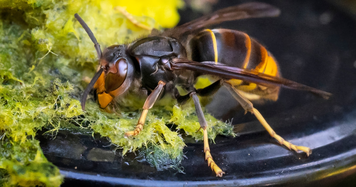 Imkers in Vlaardingen ruimen nestjes van Aziatische hoornaar op