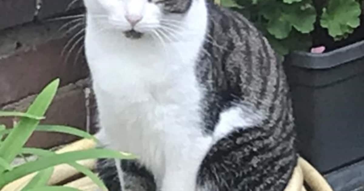Heb jij Lou, Dropje of Roz gezien? Deze vier huisdieren worden in Hilversum vermist
