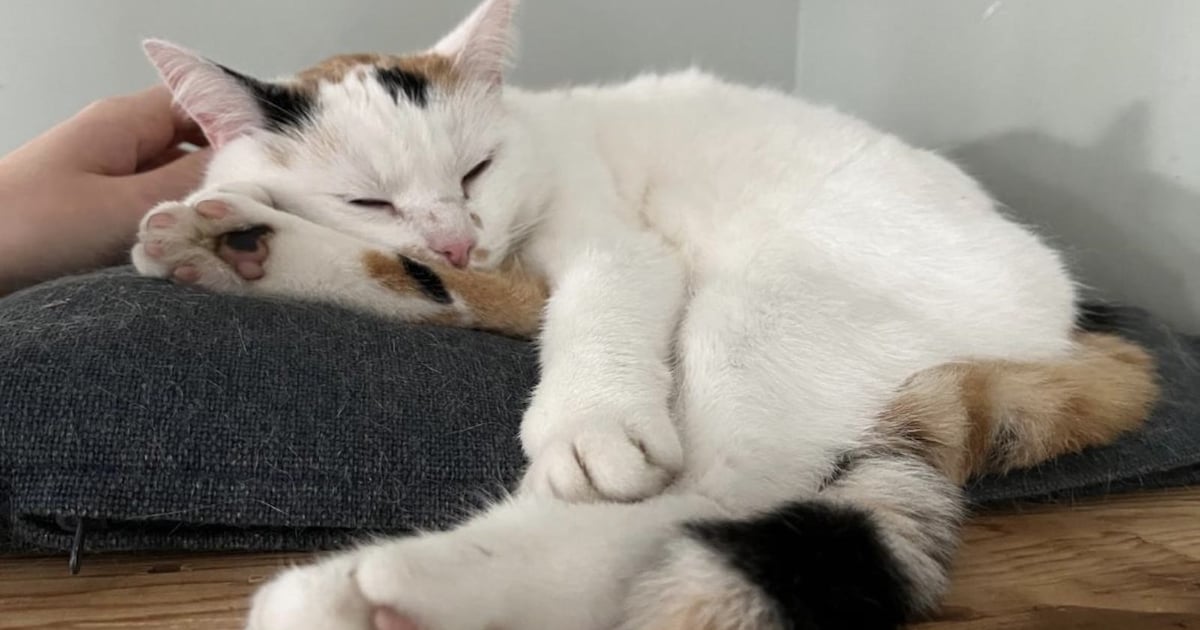 Heb jij Bonny gezien? Dit huisdier wordt in Nederweert vermist