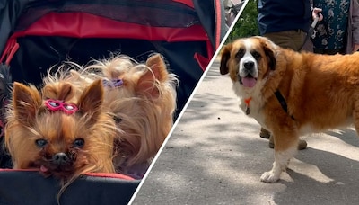 Labradors, maltipoos en foxjes op pad voor zielige soortgenoten: ‘Sommige honden kunnen pijntjes hee