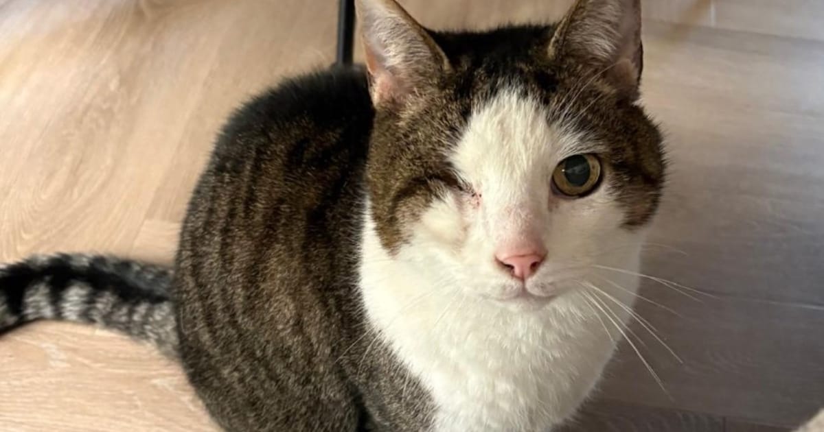 Heb jij Tommie of Frenkie gezien? Deze twee huisdieren worden in Barneveld vermist