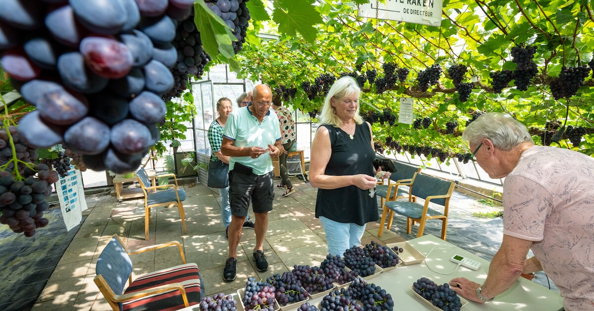 Druivenverkoop bij Mea Vota in Huissen gaat vrijdag van start