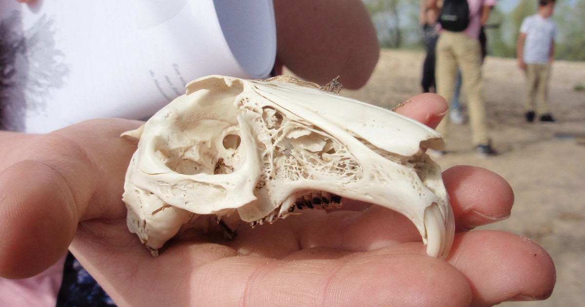 Dijkkanjers speuren naar sporen langs de Waal in Beuningen