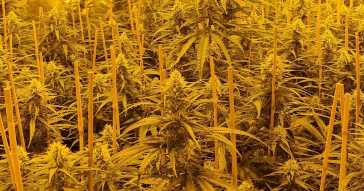 Burgemeester sluit bedrijfspand in Tuitjenhorn wegens hennepplantage