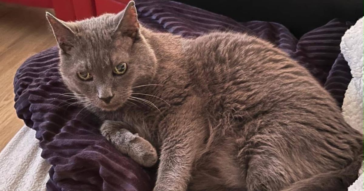 Heb jij Joy gezien? Dit huisdier wordt in Heiloo vermist