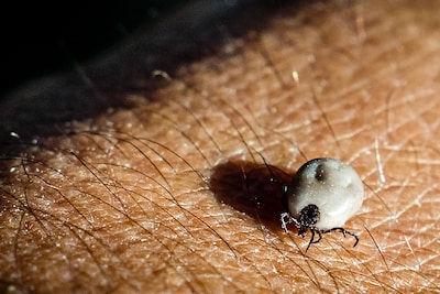 Recordaantal tekenbeten tijdens extreem hete dagen in juni, meeste beten in bos en eigen tuin