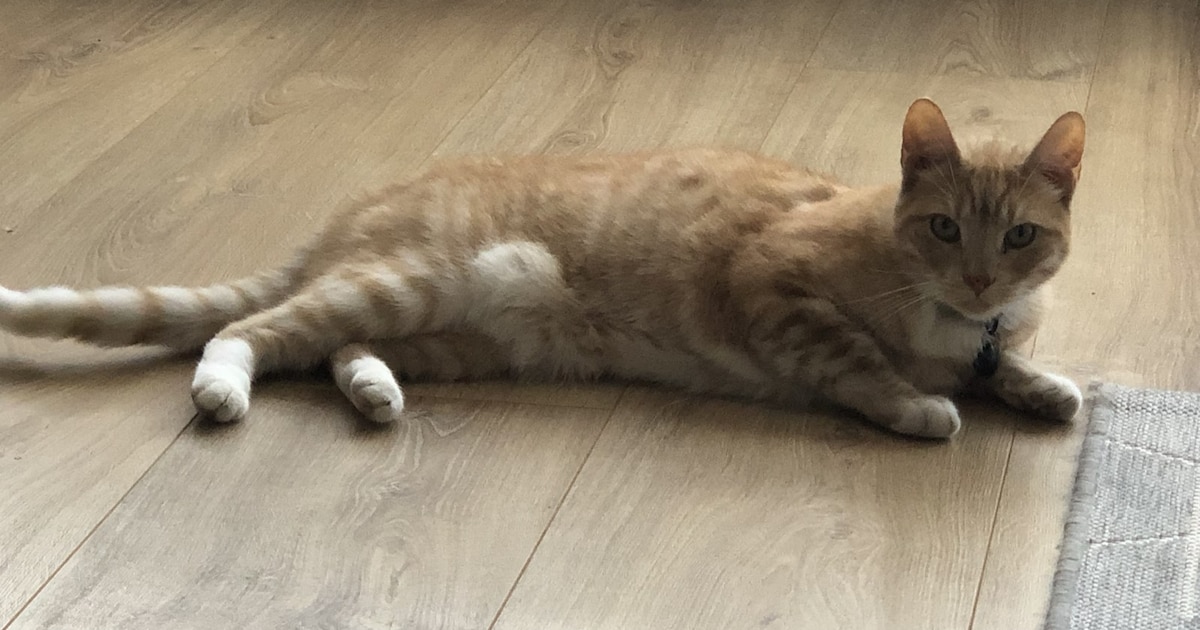 Heb jij Youp gezien? Dit huisdier wordt in Maastricht vermist