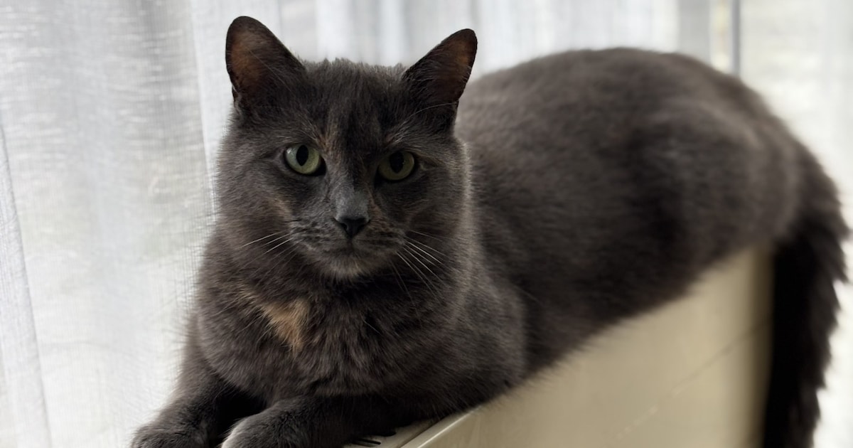 Heb jij Wolf, Coco of Lotje gezien? Deze drie huisdieren worden in Goes vermist