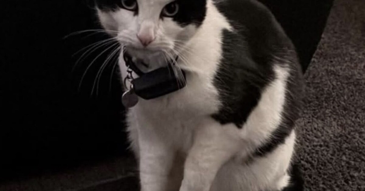 Heb jij Barrie of Nova gezien? Deze twee huisdieren worden in Zundert vermist | Foto