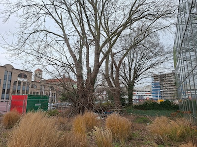 Eindhoven offert drie decennia oude reuzen op: zonder kap vallen 235 woningen weg, zegt gemeente