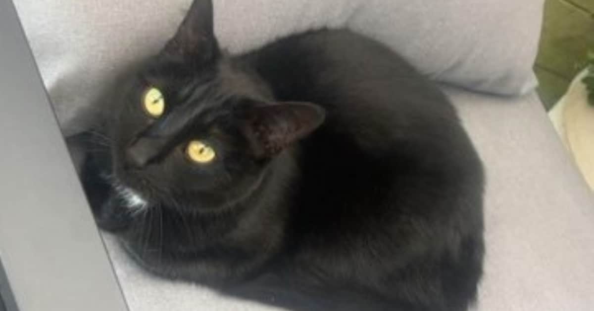 Heb jij Draakje gezien? Dit huisdier wordt in Noord-Beveland vermist