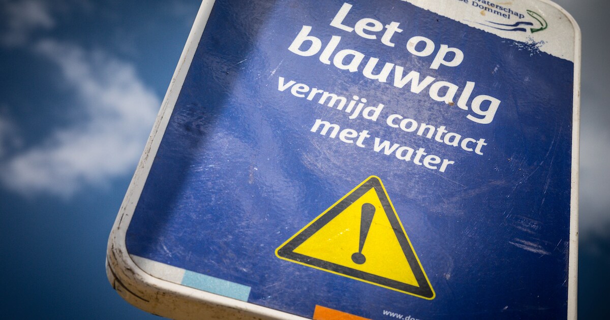 Mogelijk blauwalg in water Delftse hout