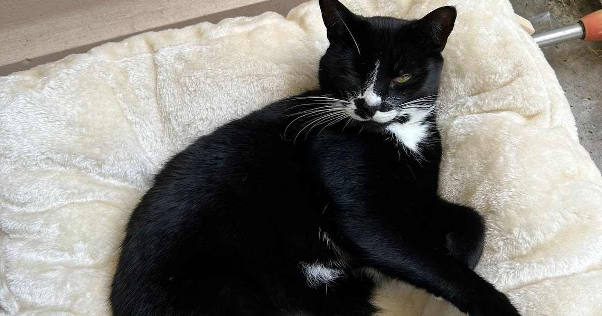 Heb jij Jinxy gezien? Dit huisdier wordt in Wijk bij Duurstede vermist