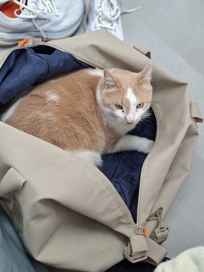Heb jij Coco gezien? Dit huisdier wordt in Gouda vermist