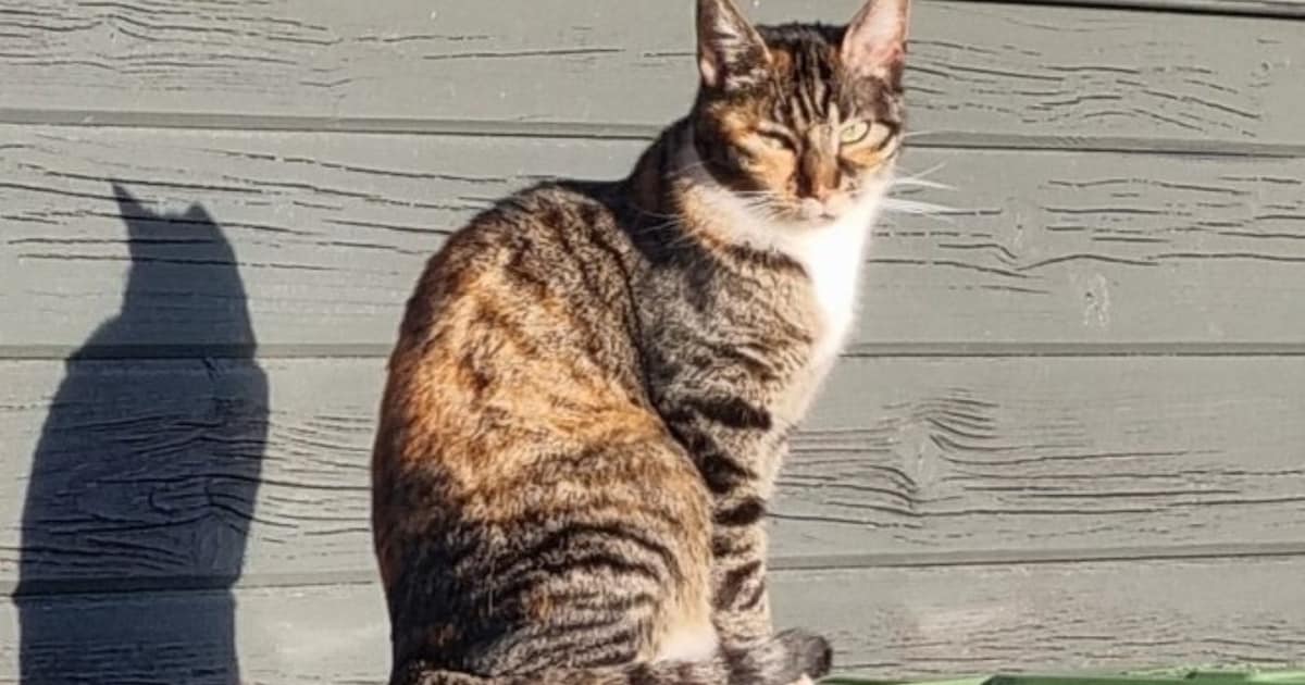 Heb jij Floor of Nori gezien? Deze twee huisdieren worden in Voerendaal vermist