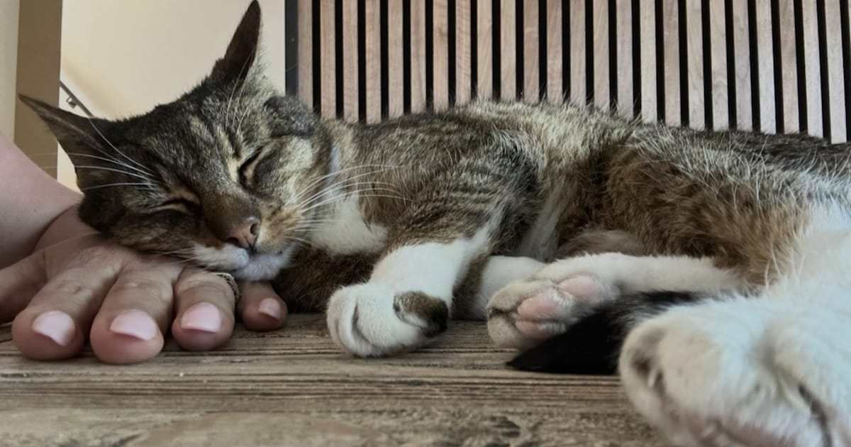 Heb jij Kiwi, Rumi of Simba gezien? Deze vijf huisdieren worden in Dijk en Waard vermist