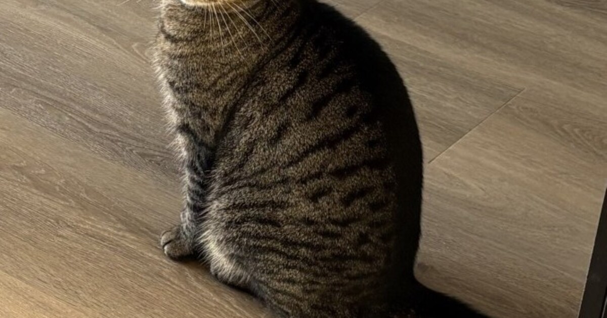 Heb jij Tijn of Shady gezien? Deze twee huisdieren worden in Drechterland vermist