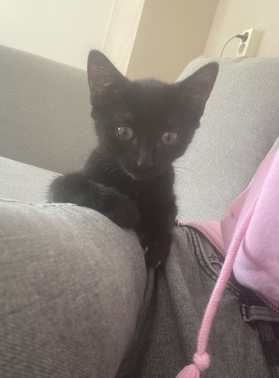 Have you seen Diva, Billy or Bennie? These eight pets are missing in Haarlem