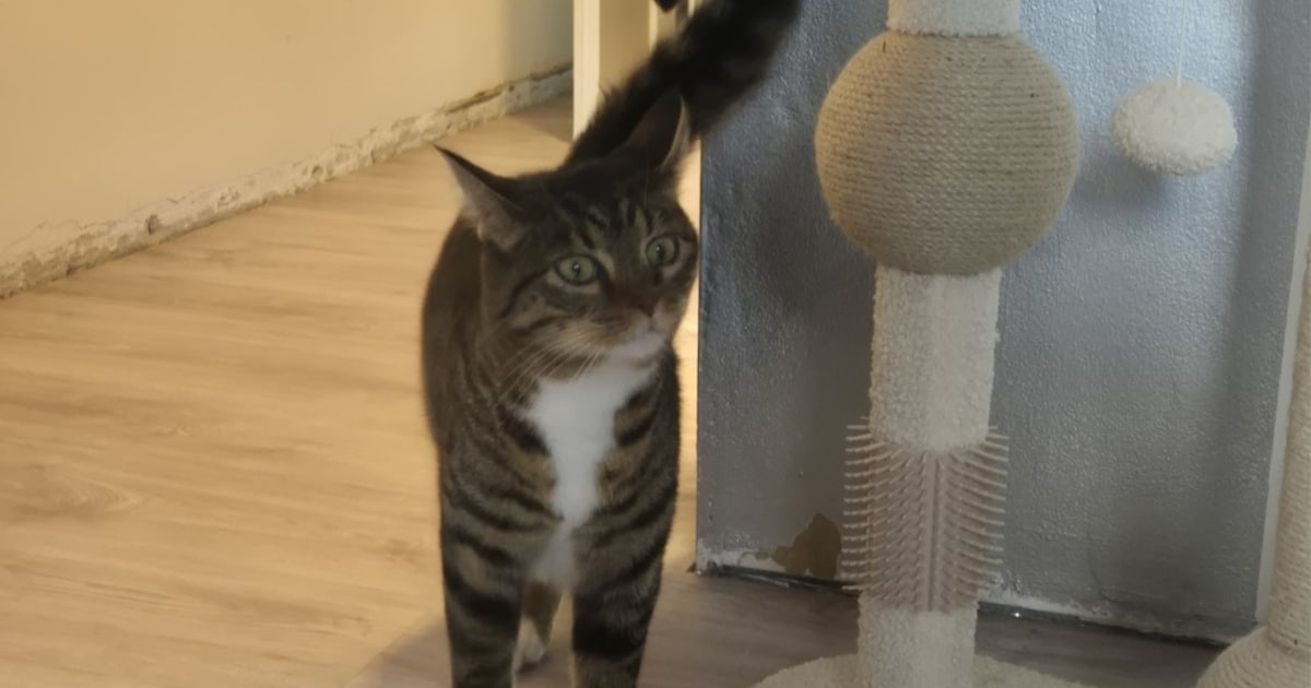 Heb jij Woody gezien? Dit huisdier wordt in Horst aan de Maas vermist