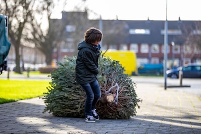 Kerstbomen inleveren in Baarn: 50 cent per boom
