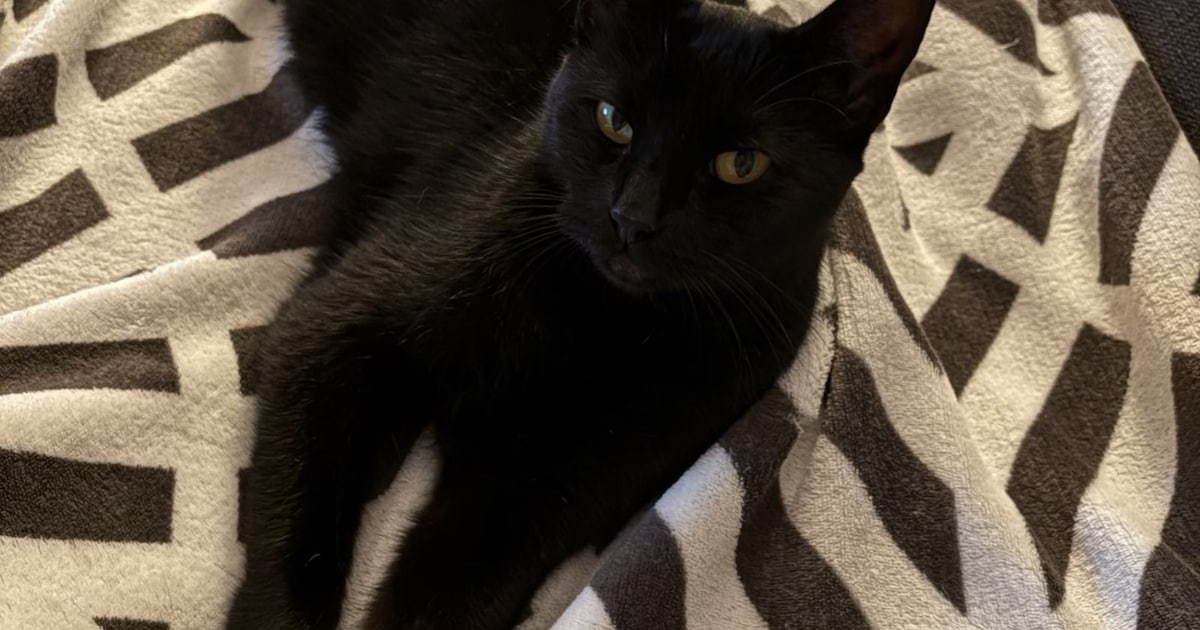 Heb jij Gould Amadine of Luna gezien? Deze twee huisdieren worden in Katwijk vermist