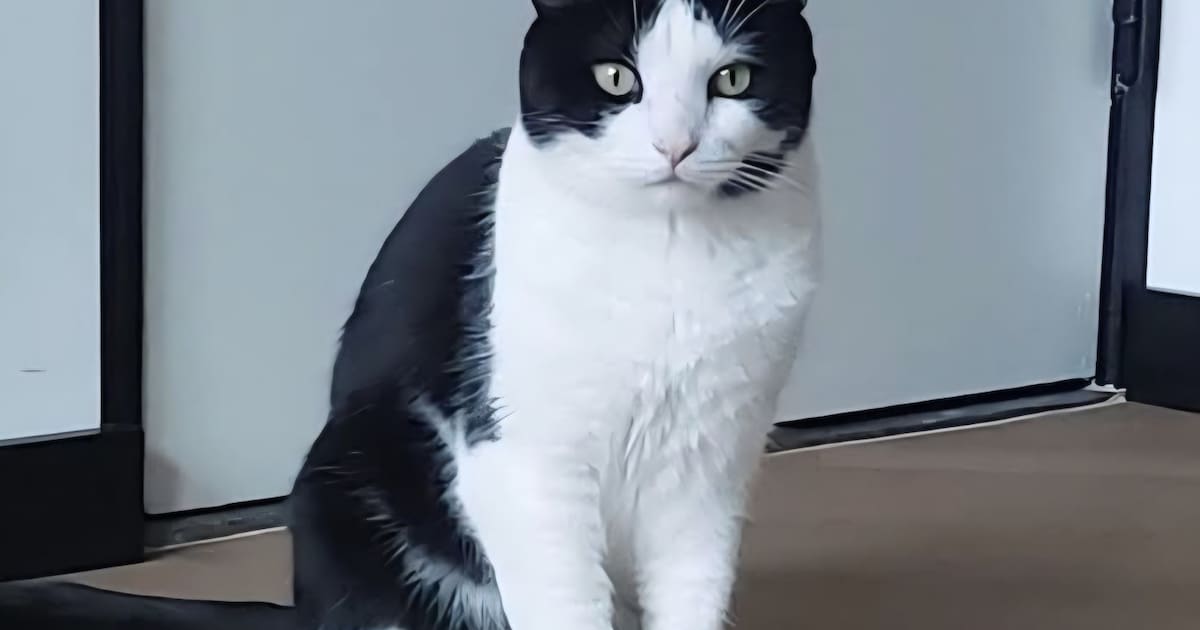 Heb jij Puma of Jace gezien? Deze twee huisdieren worden in Sittard-Geleen vermist