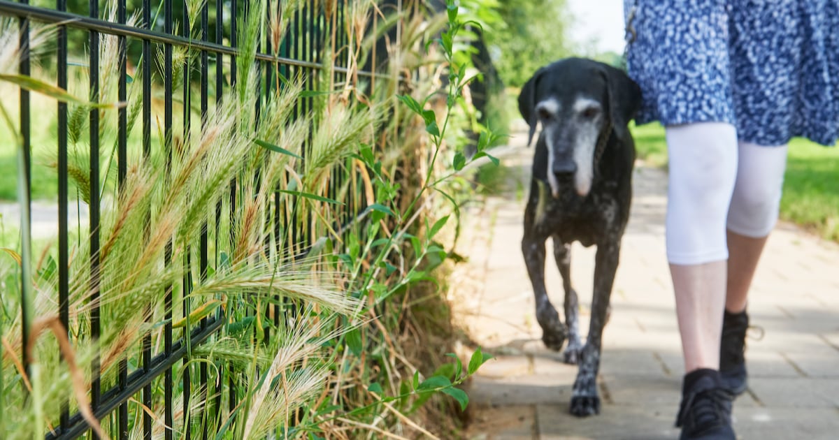 Explosie van grasaren in Capelle: ‘Op bepaalde paden durf ik met de hond niet meer te lopen’