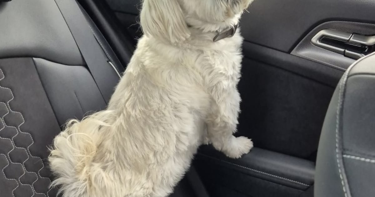 Heb jij Monty gezien? Dit huisdier wordt in Pekela vermist