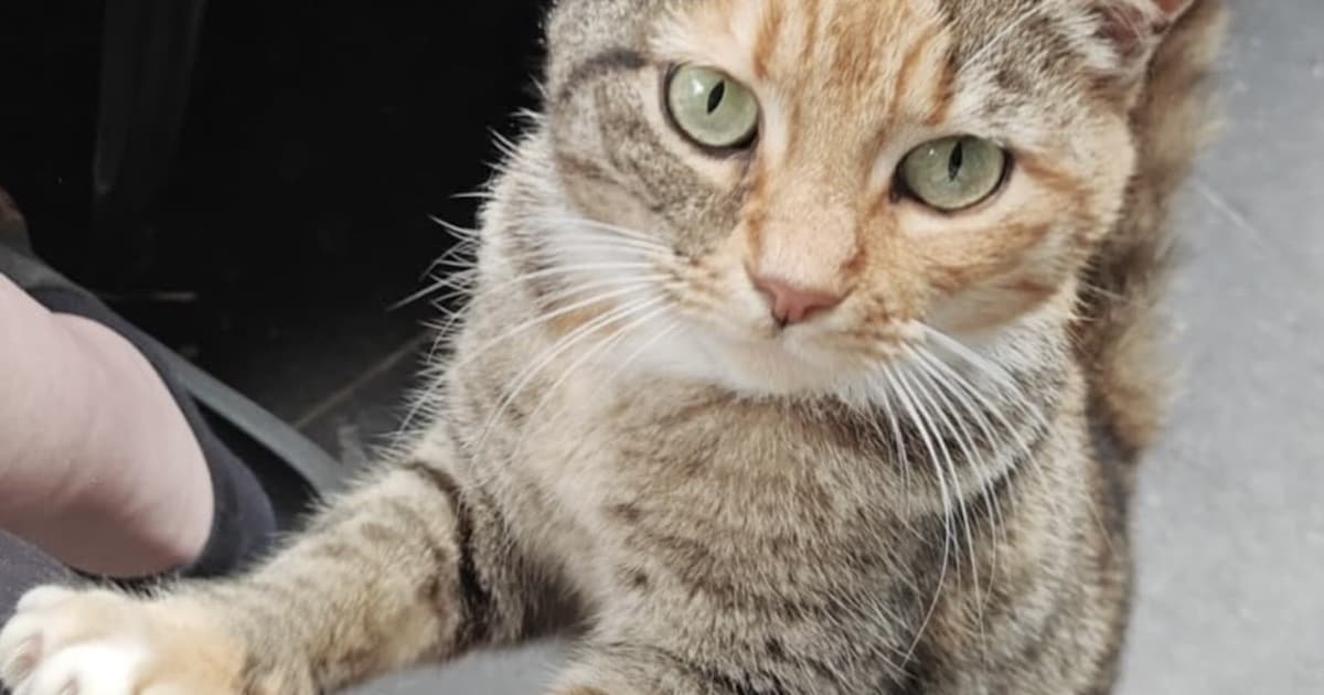 Heb jij Onyx of Mia gezien? Deze twee huisdieren worden in De Ronde Venen vermist
