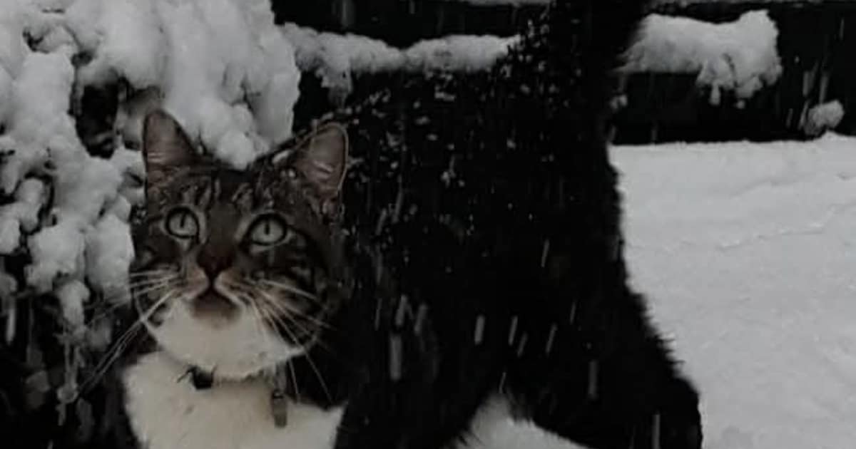 Heb jij Spikey, Noa of Wolf gezien? Deze drie huisdieren worden in Halderberge vermist