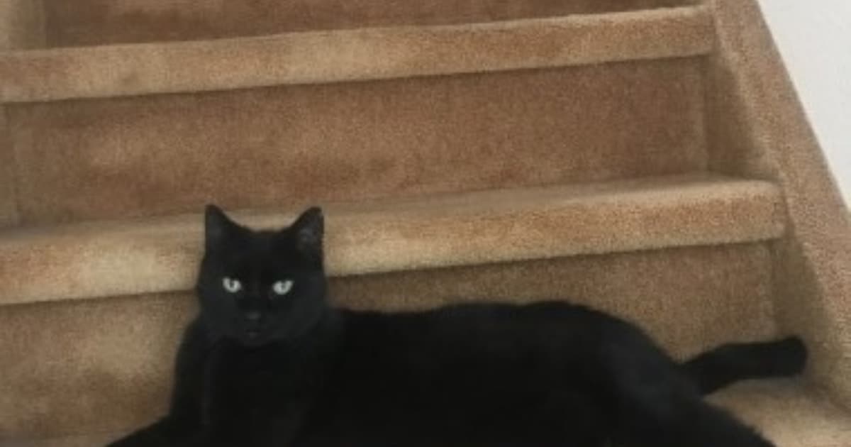 Heb jij Rocky, Blue of Dusks gezien? Deze drie huisdieren worden in Nissewaard vermist