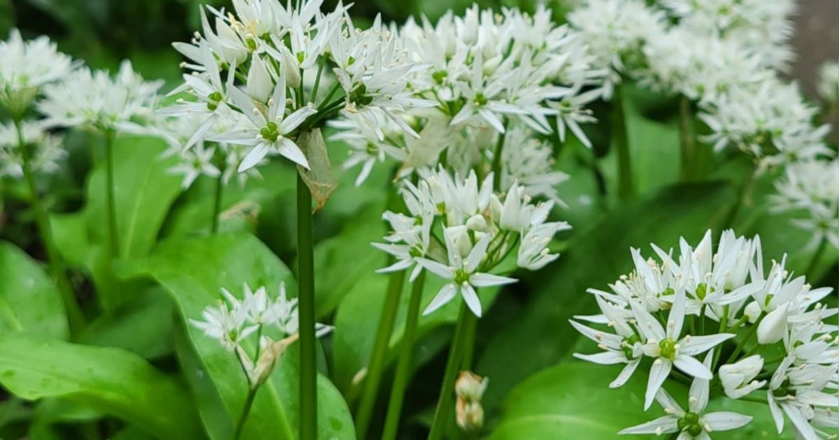 Plukseizoen geopend in Schollebos in Capelle, maar je mag alleen plukken in plukzones