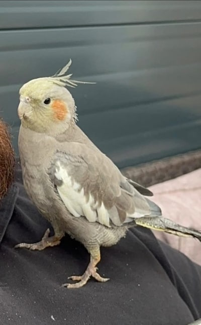 Heb jij Boeloet gezien? Dit huisdier wordt in Bergen op Zoom vermist