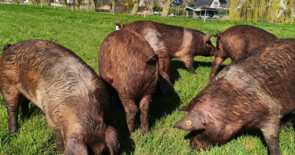Knor knor! Varkens lopen rond op grasland in Medemblik om riet te verwijderen