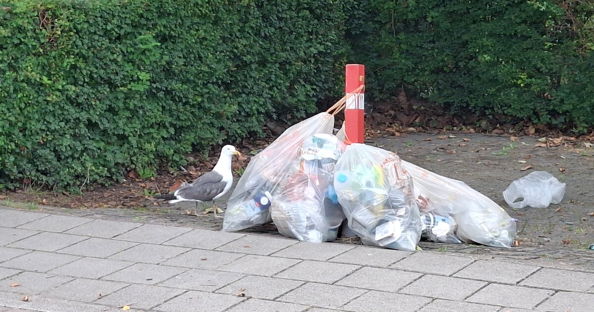 Straten dankzij meeuwen bezaaid met plastic, maar gemeente heeft plan: ‘Hopen problemen op te lossen
