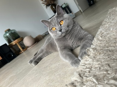 Heb jij Lotje of Loesje gezien? Deze twee huisdieren worden in Veenendaal vermist