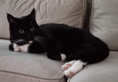 Heb jij Mevrouw de Vries, Loes of Truusje gezien? Deze negen huisdieren worden in Enschede vermist